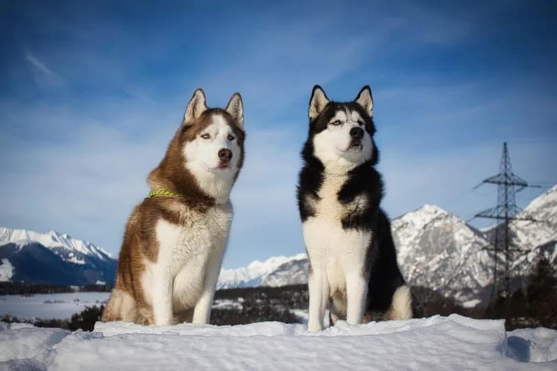 Jak długo żyją husky? Fakty, które mogą cię zaskoczyć