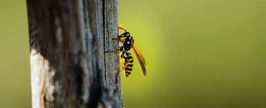 Gdzie zimują szerszenie? Odkryj ich tajne schronienia i zagrożenia