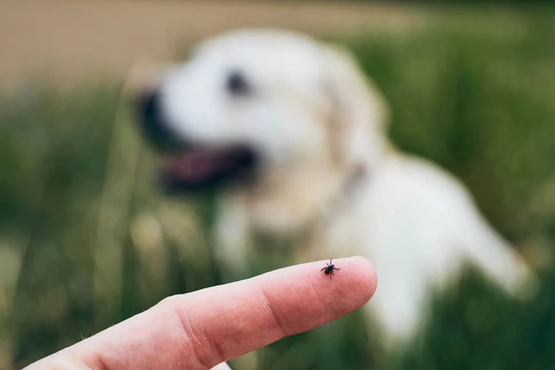 Jak działa tabletka na kleszcze i czy chroni twoje zwierzę przed zagrożeniami?