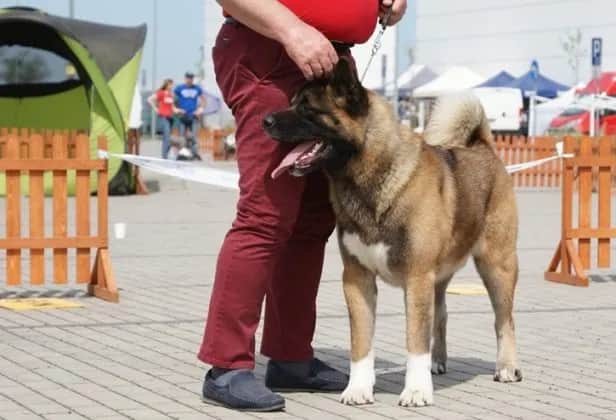 Czy akita amerykańska jest groźna? Poznaj prawdę o tej rasie psa