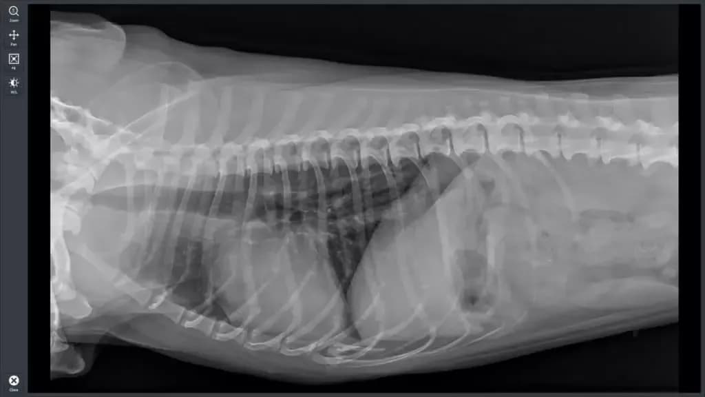 Ile kosztuje przeswietlenie u weterynarza? Ceny w różnych miastach