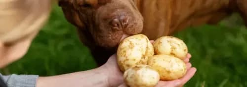 Ryż czy ziemniaki dla psa - co wybrać dla zdrowia pupila? Ryż czy ziemniaki dla psa - co wybrać dla zdrowia pupila?