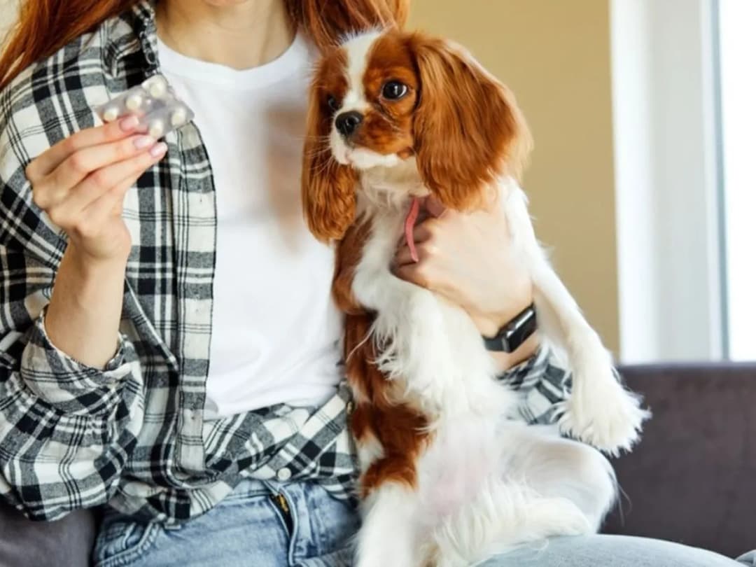 Ile nospy dla psa: jak uniknąć błędów w dawkowaniu i podawaniu