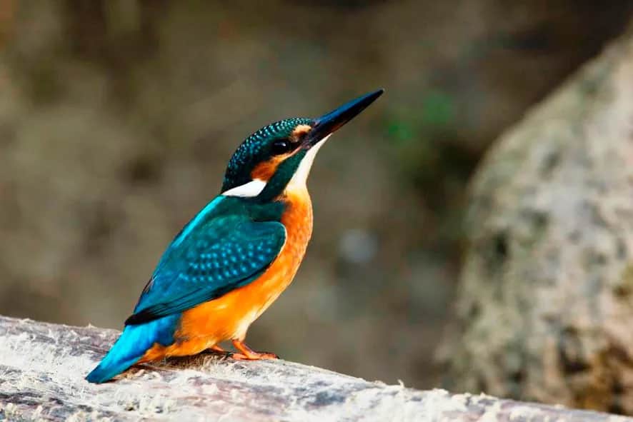 Gdzie zimuje zimorodek? Odkryj trudne warunki przetrwania ptaków zimą