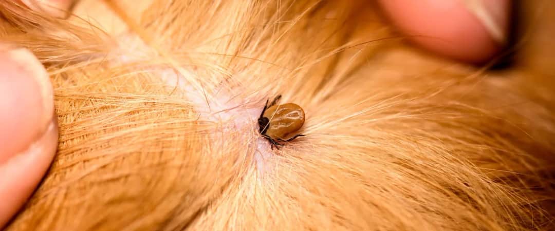 Skuteczne sposoby na kleszcze dla psów - uniknij zagrożeń dla zdrowia