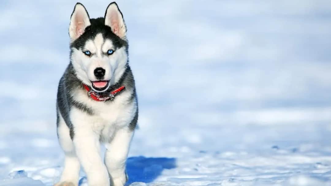 Pies jak husky – odkryj cechy, pielęgnację i rasy podobne