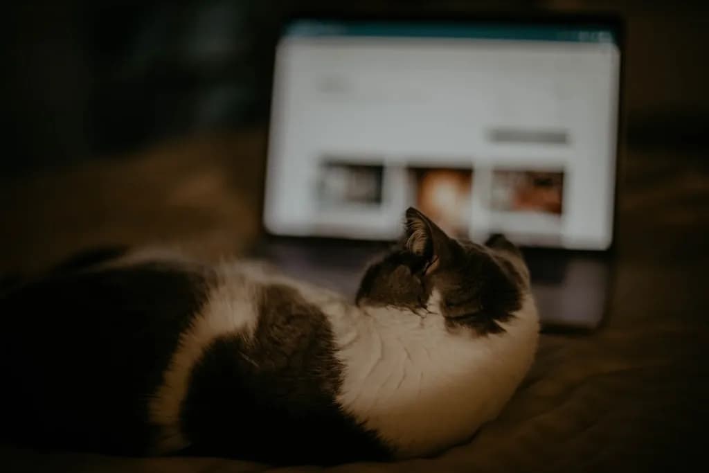 Zakup karmy dla kota przez internet