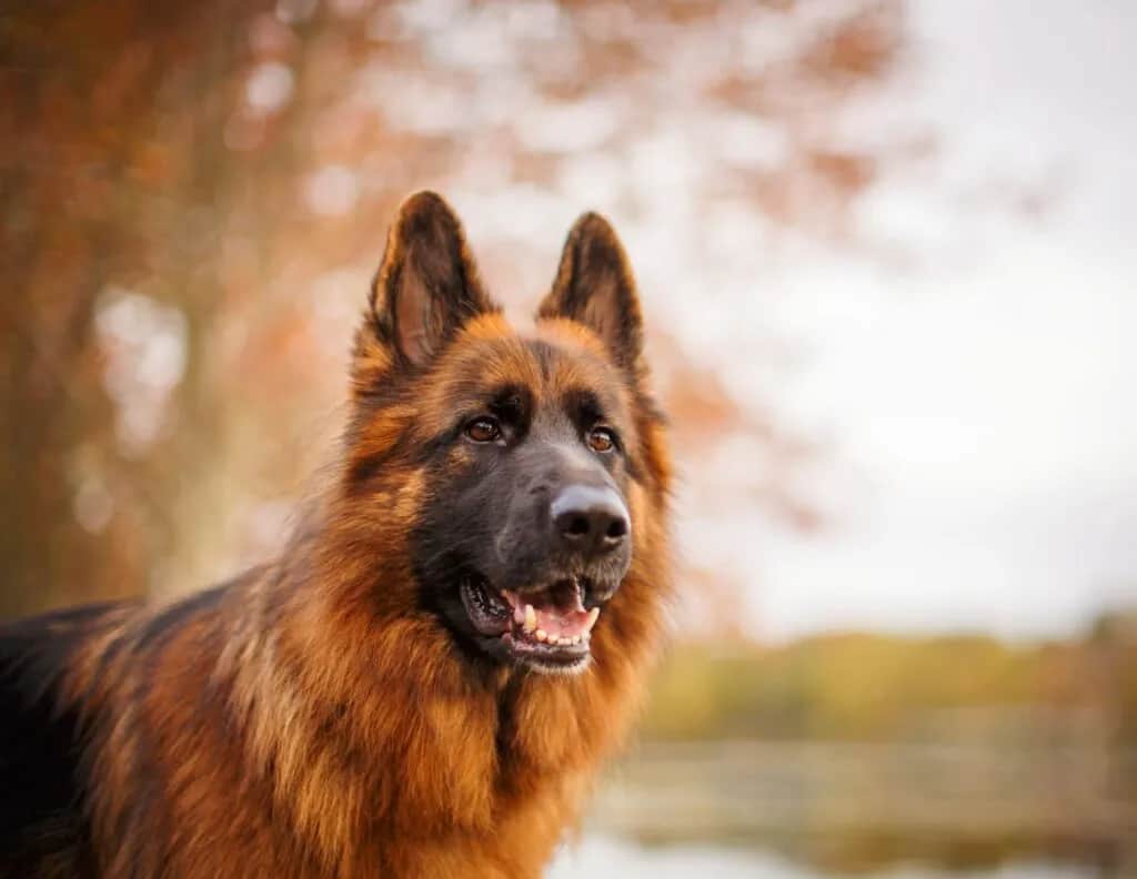 Owczarek niemiecki kiedy stają uszy? Poznaj wiek i czynniki wpływające