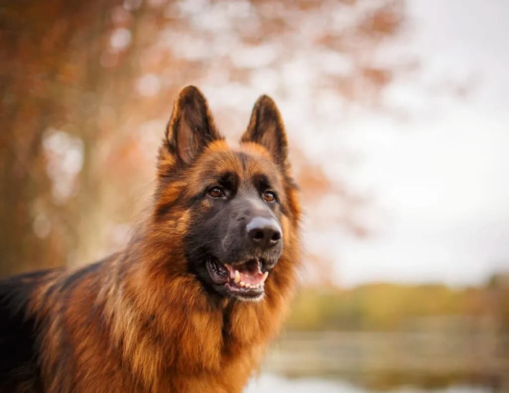 Owczarek niemiecki kiedy stają uszy? Poznaj wiek i czynniki wpływające