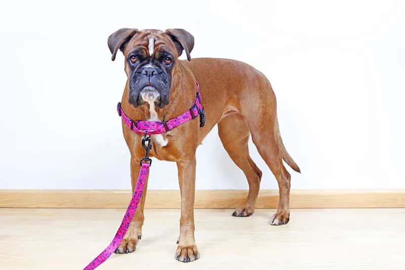 Jakie szelki dla psa, który ciągnie – skuteczne rozwiązania dla Ciebie