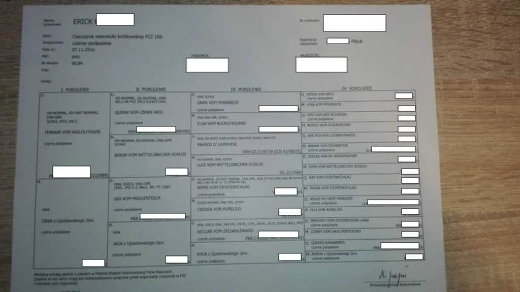 Jak uzyskać rodowód dla psa - proste kroki i ważne informacje