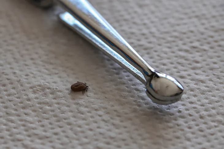 Czy urwany kleszcz żyje? Dowiedz się, czy to nadal zagrożenie