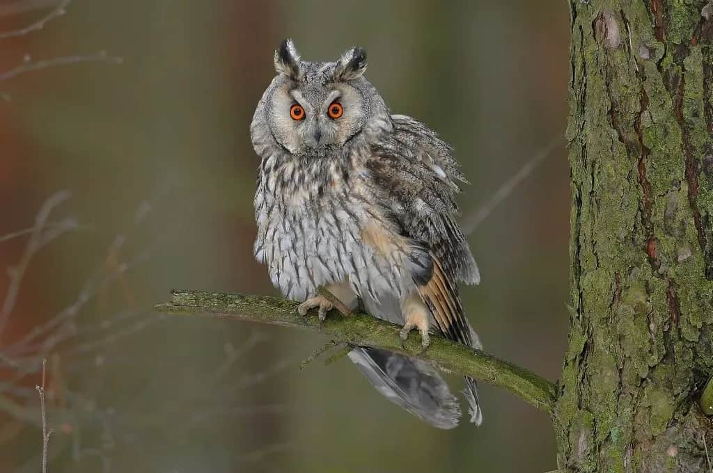 Gdzie zimuje sowa? Odkryj miejsca i gatunki sów w Polsce