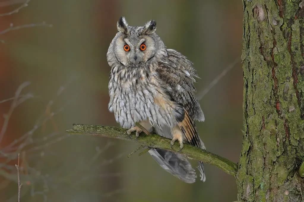 Gdzie zimuje sowa? Odkryj miejsca i gatunki sów w Polsce