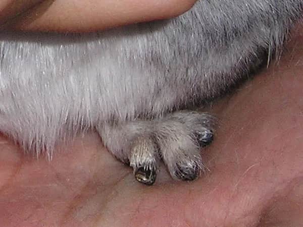 Ile kosztuje obcięcie pazurów u królika? Sprawdź ceny i oszczędź