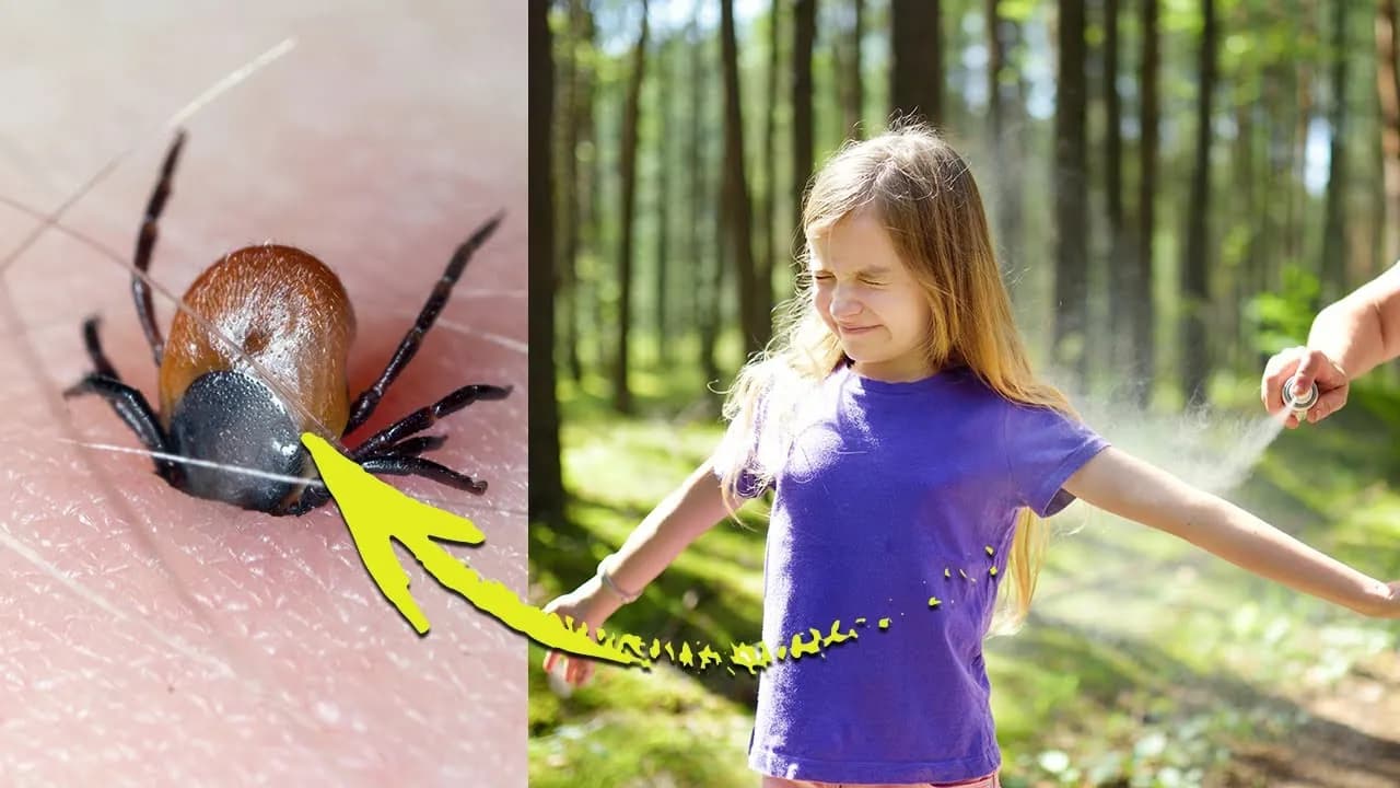 Skuteczne sposoby na odstraszenie kleszczy i uniknięcie niebezpiecznych ugryzień