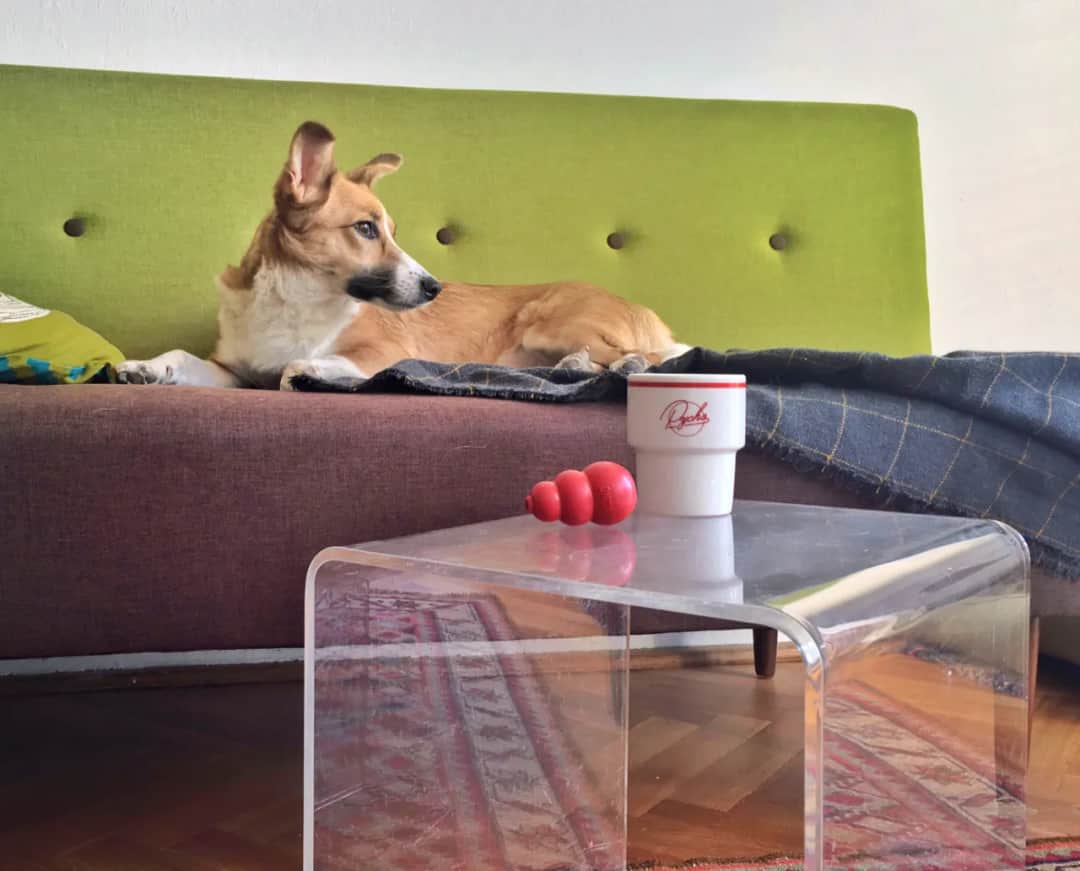 Jak zrobić kong dla psa - proste przepisy na zdrowe nadzienie