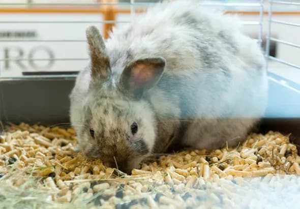 Najlepsze i najgorsze materiały do wyłożenia klatki królika – co wybrać?