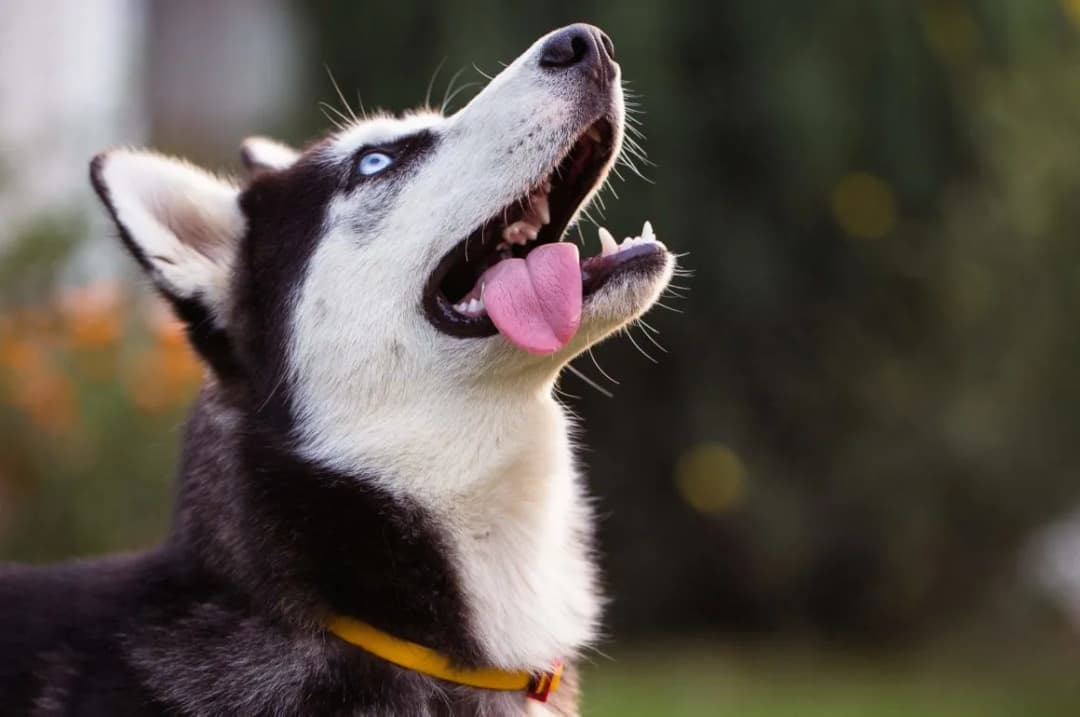 Dlaczego husky wyje? Odkryj przyczyny i jak temu zaradzić