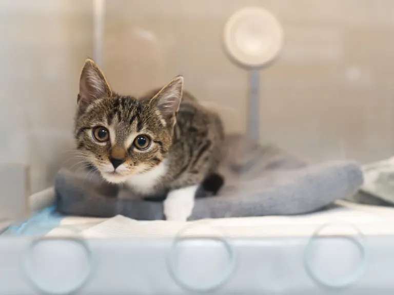 Jak często odrobaczać kota niewychodzącego, aby uniknąć pasożytów?