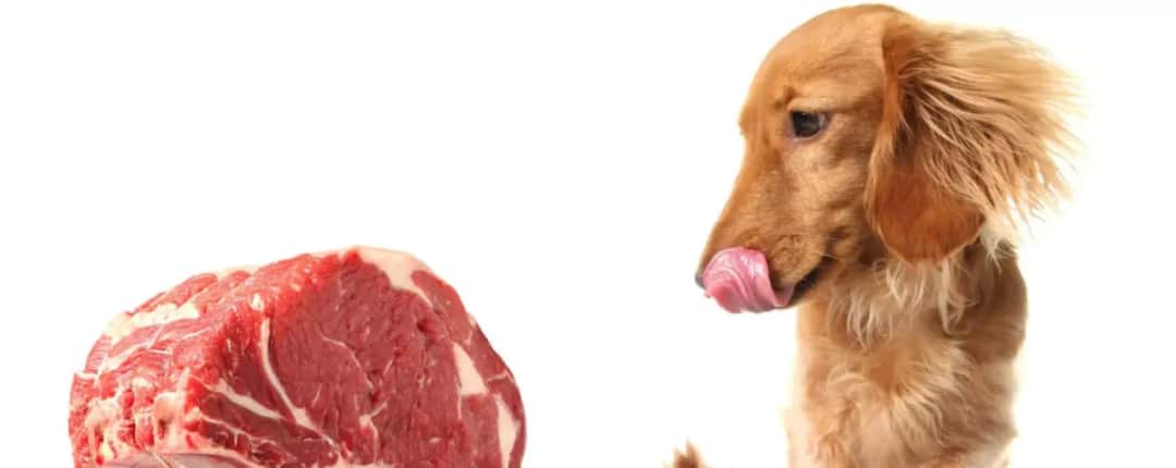 Jak przygotować mielone mięso dla psa, by zachować jego wartości odżywcze