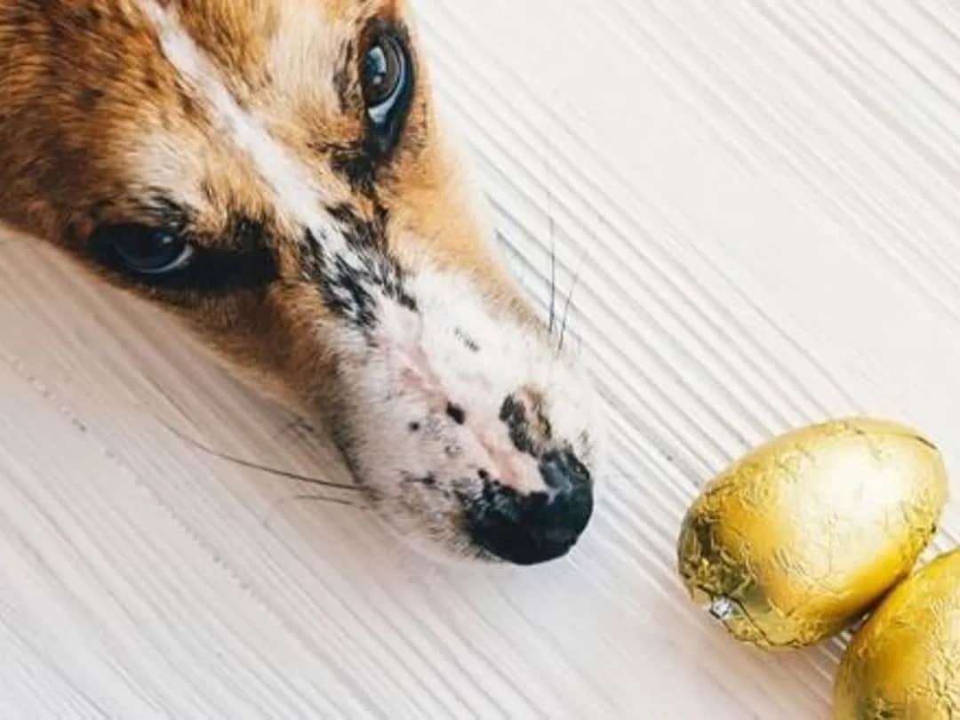 Czekolada jest trująca dla psa – poznaj objawy i zagrożenia