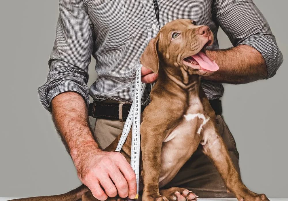 Jak dobrać szelki dla psa, aby zapewnić mu komfort i bezpieczeństwo