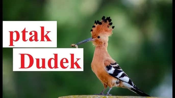 Gdzie zimuje dudek? Zaskakujące fakty o zimowiskach tego ptaka