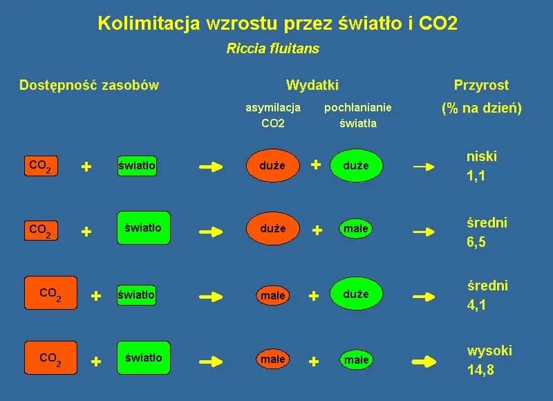 Co daje CO2 w akwarium? Korzyści, zagrożenia i optymalne poziomy dla roślin