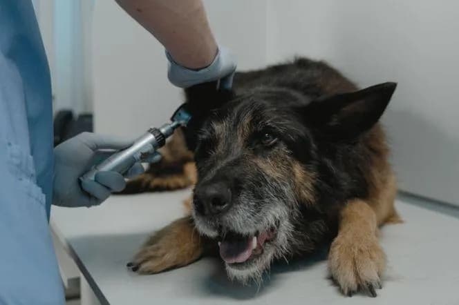 Czy weterynarz jest otwarty w niedziele? Sprawdź godziny i lokalizacje