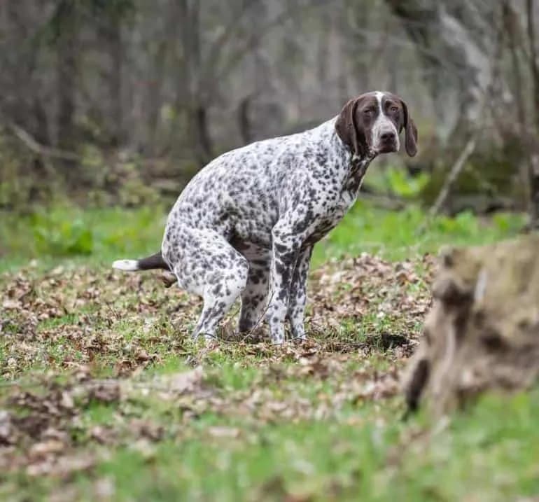 Skuteczne sposoby na przeczyszczenie psa: naturalne metody na zaparcia