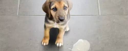 Kiedy pies wymiotuje, a weterynarz jest koniecznością - objawy, które alarmują