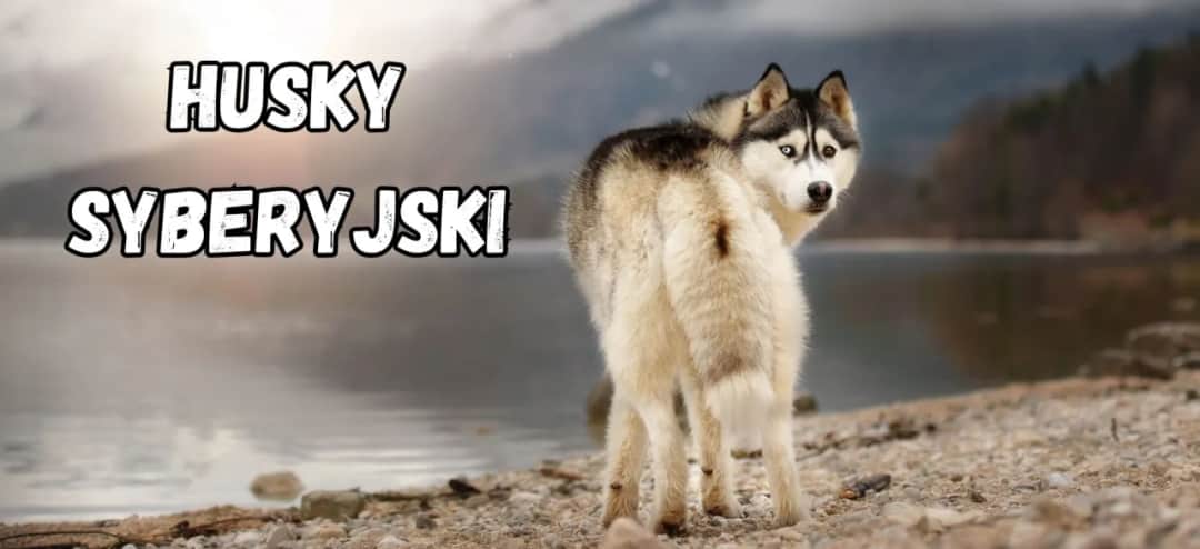 Jak wychować husky - skuteczne metody na trudności w szkoleniu