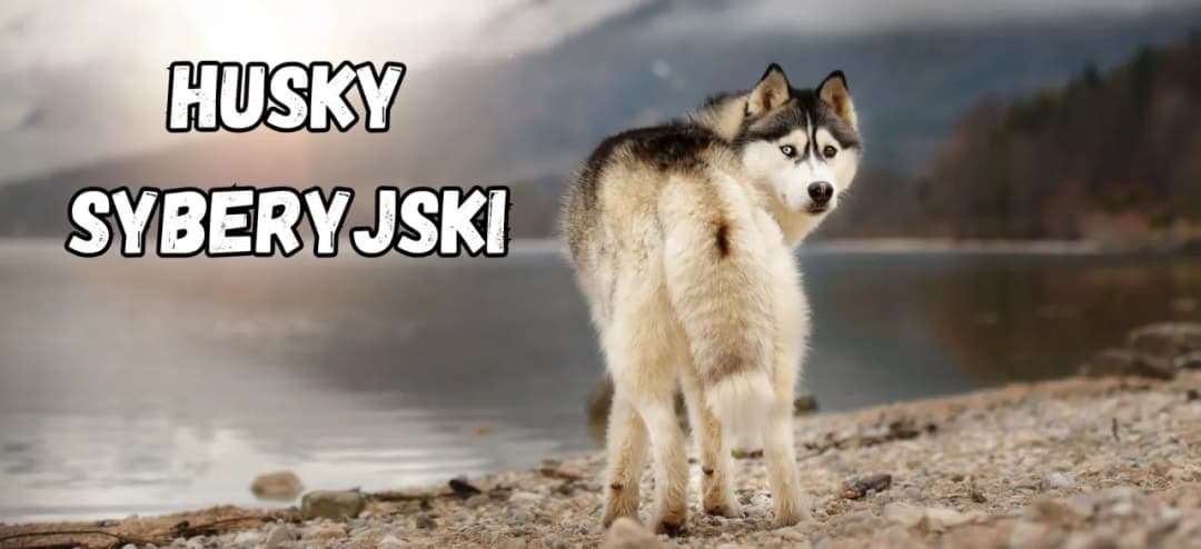 Jak wychować husky - skuteczne metody na trudności w szkoleniu
