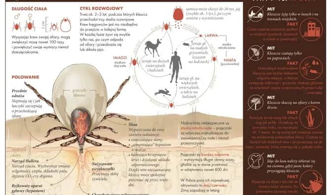 Gdzie zimują kleszcze? Odkryj ich ukryte miejsca i jak się chronić
