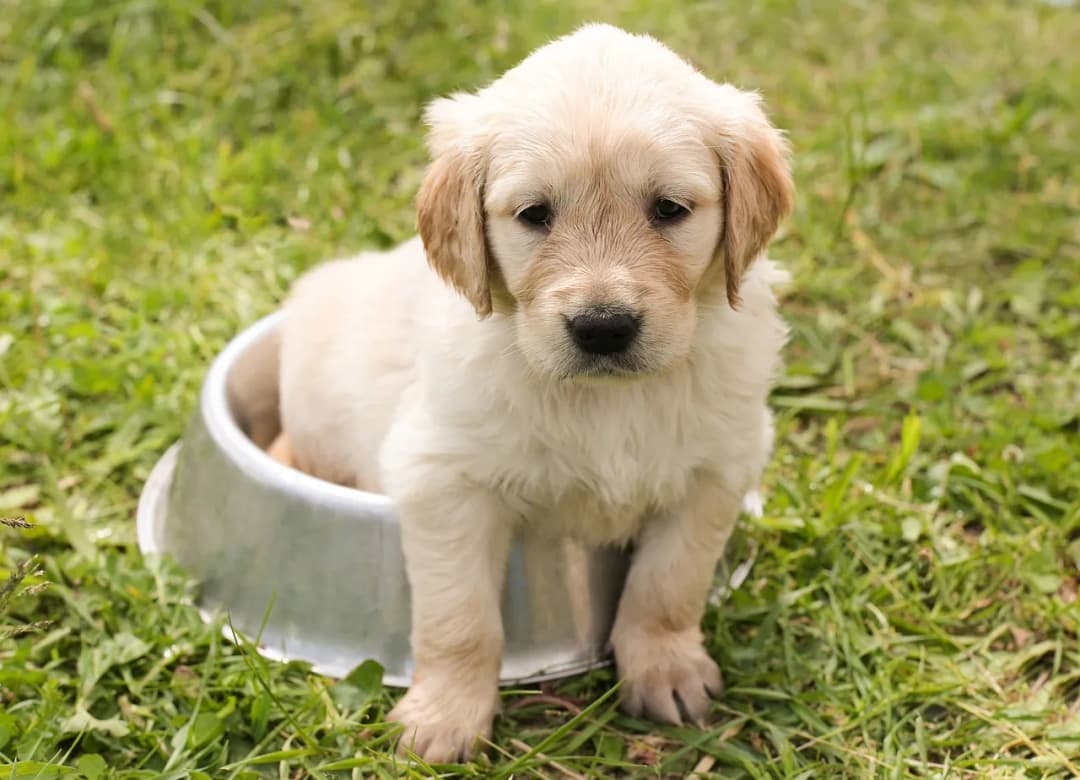 Czy golden retriever uczula? Sprawdź, czy to dobry wybór dla alergików