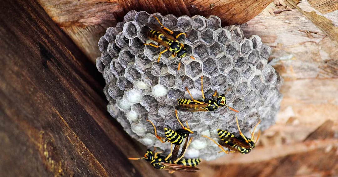 Jak zimują osy? Odkryj ich tajemnice przetrwania zimą