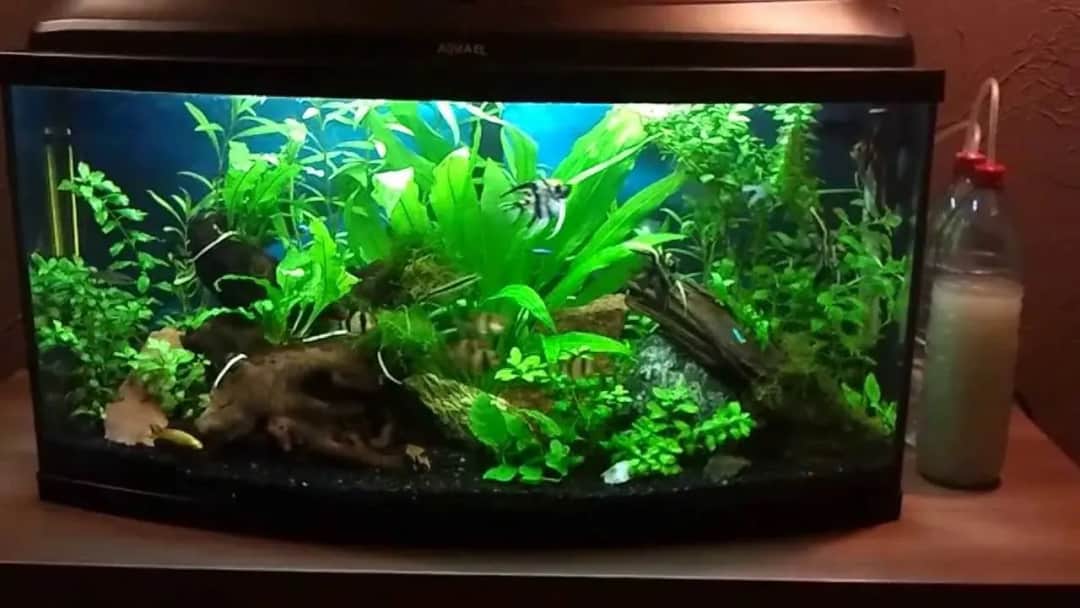 Ile bąbelków CO2 w akwarium 112l? Uniknij błędów i zadbaj o rośliny oraz ryby!