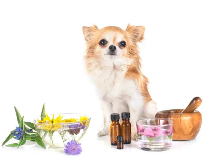 Najlepszy olej dla psa alergika, który złagodzi objawy alergii