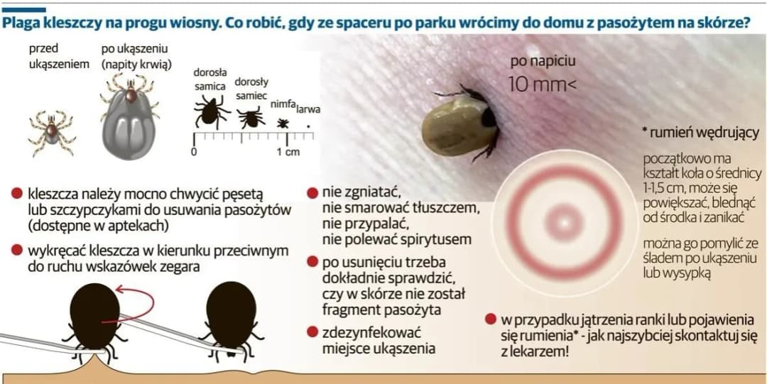 Po ukąszeniu kleszcza objawy, które mogą być niebezpieczne dla zdrowia