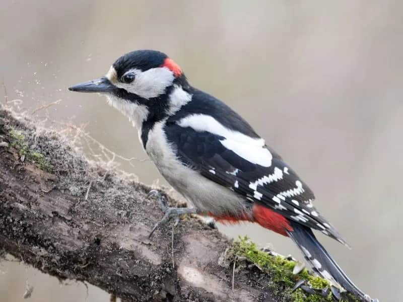 Czy dzięcioł zimuje w Polsce? Odkryj ich tajemnice zimowe