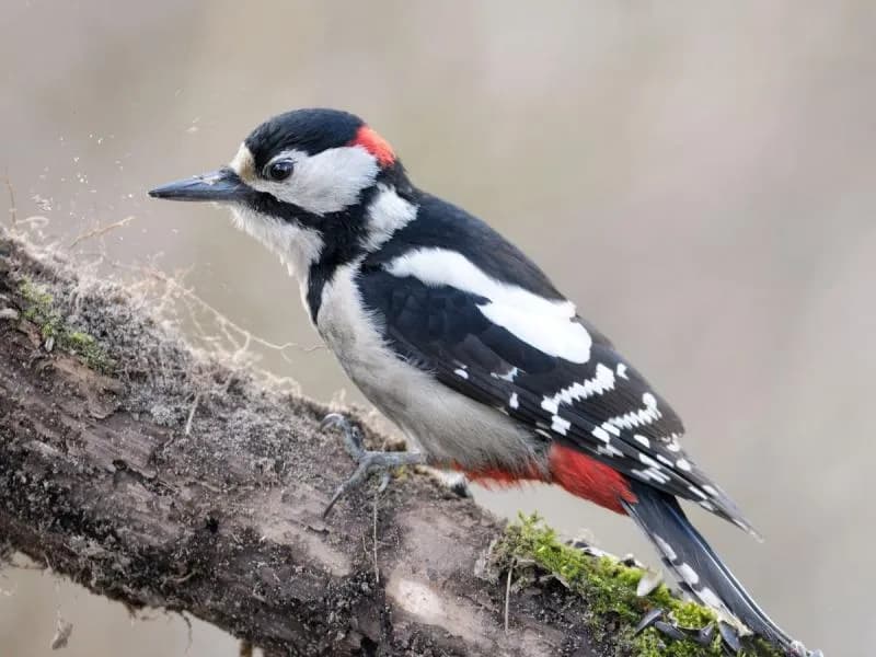 Czy dzięcioł zimuje w Polsce? Odkryj ich tajemnice zimowe
