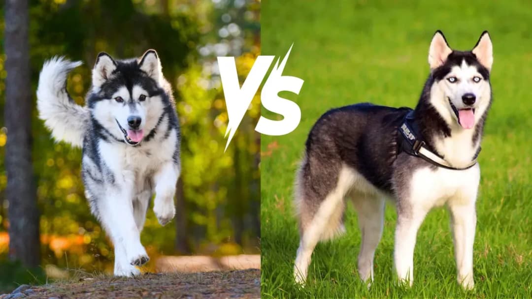 Husky czy malamut – która rasa psa jest lepsza dla Ciebie?