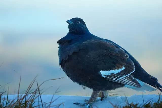 Gdzie zimują dzikie gołębie? Odkryj ich tajemnicze miejsca na zimę
