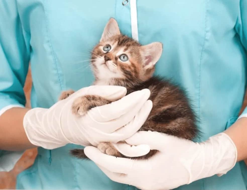 Jak zabrać dzikiego kota do weterynarza bez stresu i ryzyka