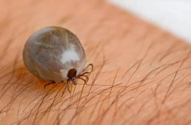 Ile kleszcz może być w ciele? Ryzyko i konsekwencje dla zdrowia