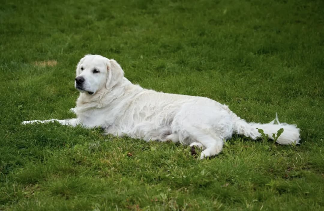 Dobrostan psa: 5 wskazówek, jak zwalczać stres