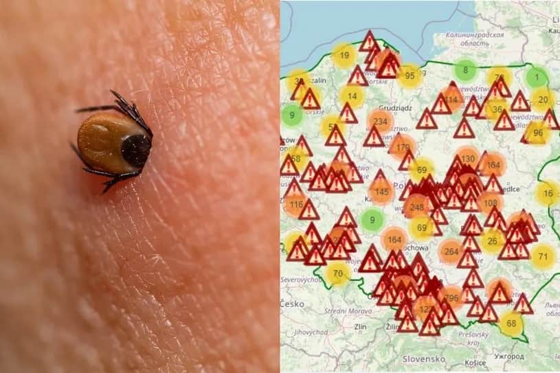 Gdzie siedzą kleszcze i jak ich unikać – kluczowe informacje