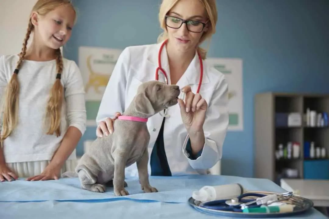 Ile zarabia weterynarz z własnym gabinetem? Sprawdź realia finansowe