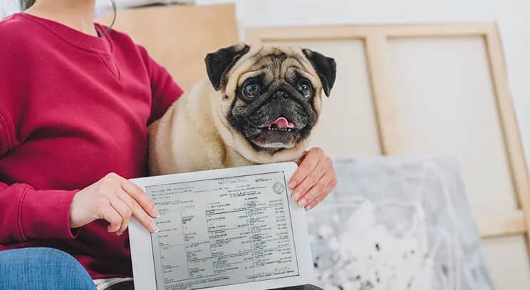 Ile kosztuje wyrobienie rodowodu dla psa? Sprawdź ukryte opłaty